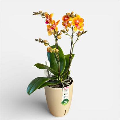 1️⃣9️⃣. Juno Orchid – Phalaenopsis | 2 Blooming Spikes | Approx. 45cm Tall | 12cm Nursery Pot