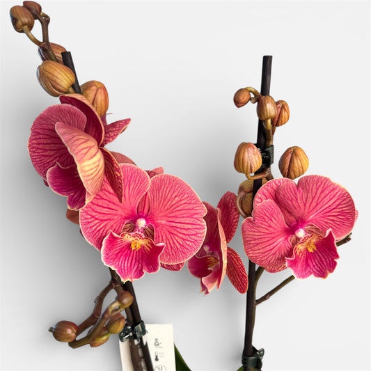 2️⃣1️⃣. Royal Coral Big Lip Orchid – Phalaenopsis | 2 Spikes | Approx. 50cm Tall | 12cm Nursery Pot