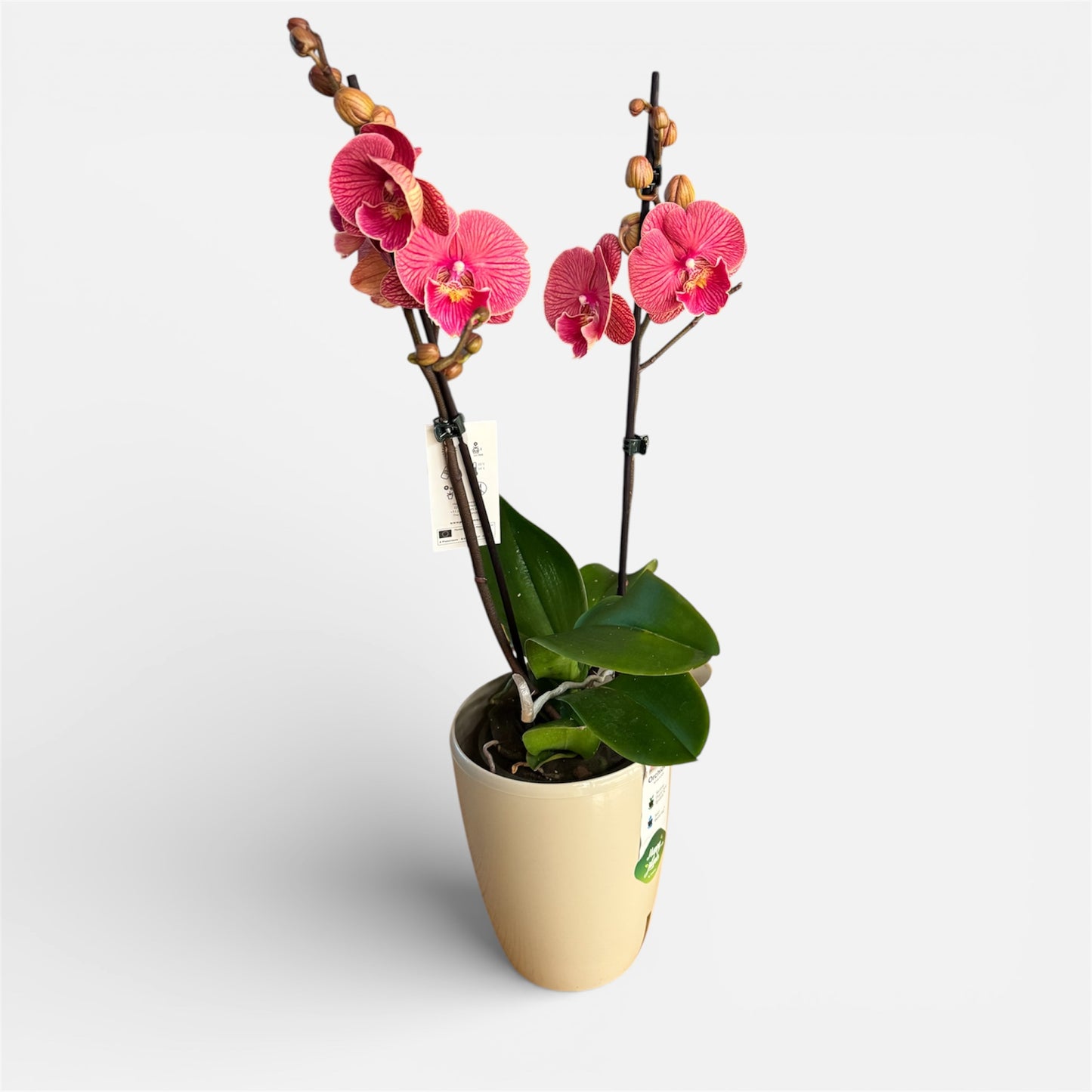 2️⃣1️⃣. Royal Coral Big Lip Orchid – Phalaenopsis | 2 Spikes | Approx. 50cm Tall | 12cm Nursery Pot