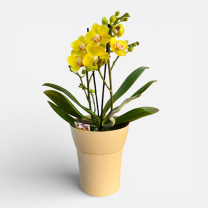 6️⃣. Golden Yuzu Orchid Lightly Fragranced– Phalaenopsis | Approx. 30cm Tall | 12cm Nursery Pot