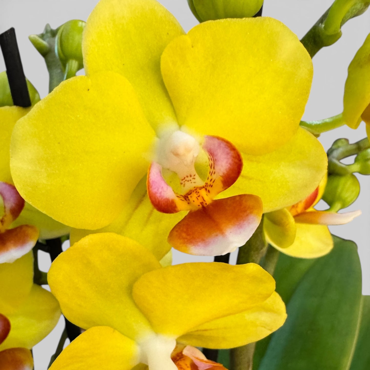 6️⃣. Golden Yuzu Orchid Lightly Fragranced– Phalaenopsis | Approx. 30cm Tall | 12cm Nursery Pot