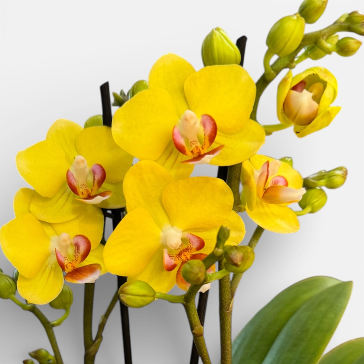 6️⃣. Golden Yuzu Orchid Lightly Fragranced– Phalaenopsis | Approx. 30cm Tall | 12cm Nursery Pot