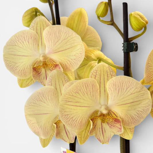 5️⃣. Turner Big Lip Orchid – Phalaenopsis | Approx. 60cm Tall | 12cm Nursery Pot