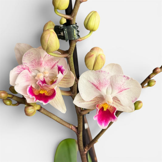 4️⃣Little Gem Big Lip Orchid – Phalaenopsis | Approx. 45cm Tall | 12cm Nursery Pot