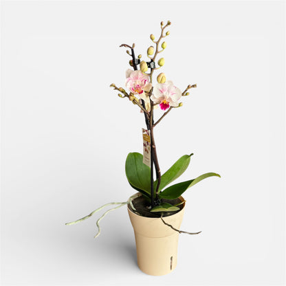 4️⃣Little Gem Big Lip Orchid – Phalaenopsis | Approx. 45cm Tall | 12cm Nursery Pot