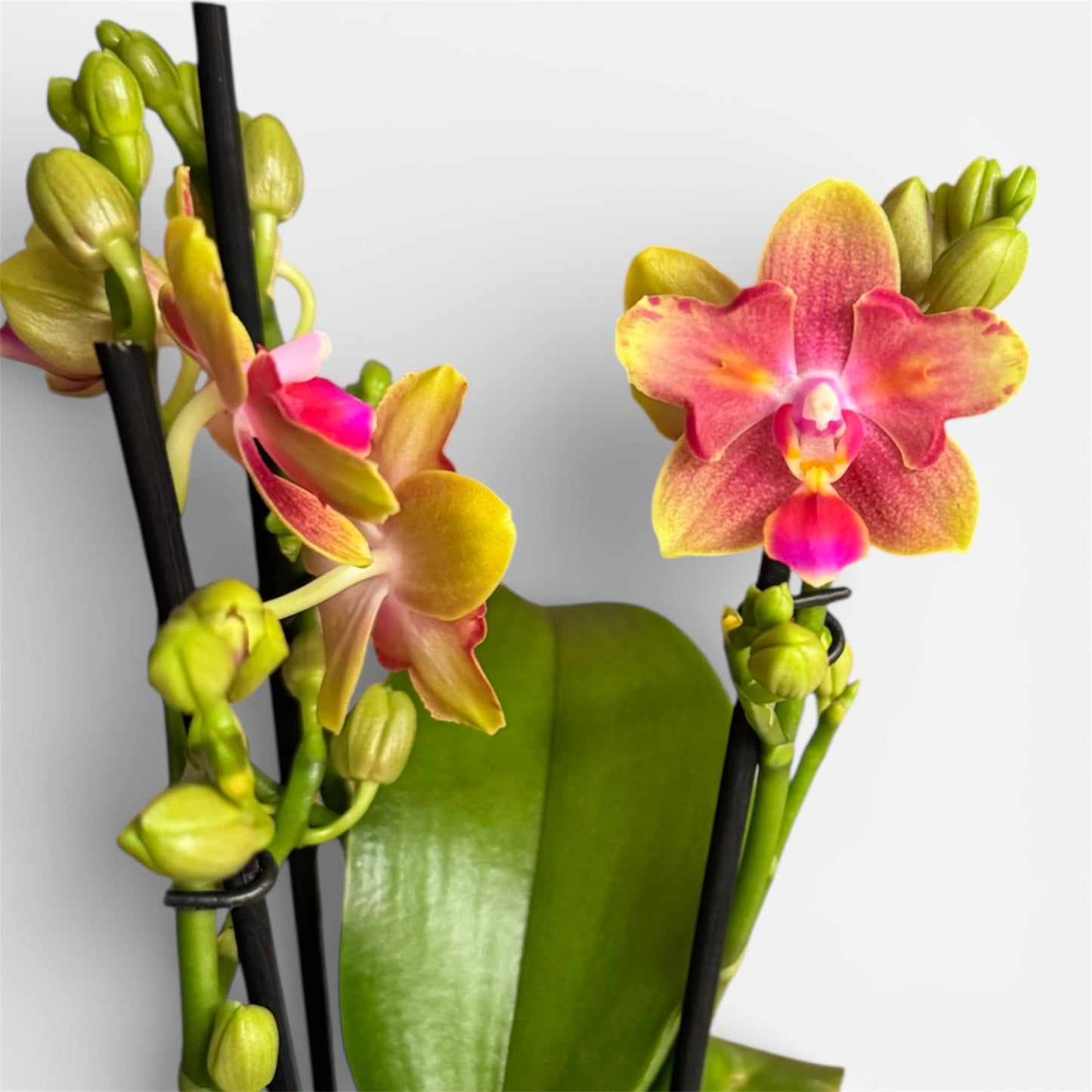 1️⃣8️⃣.Rising Sun Phalaenopsis Orchid – Peloric 3-Lip Scented Variety | 35cm Tall | 12cm Nursery Pot | Live Flowering Indoor Plant