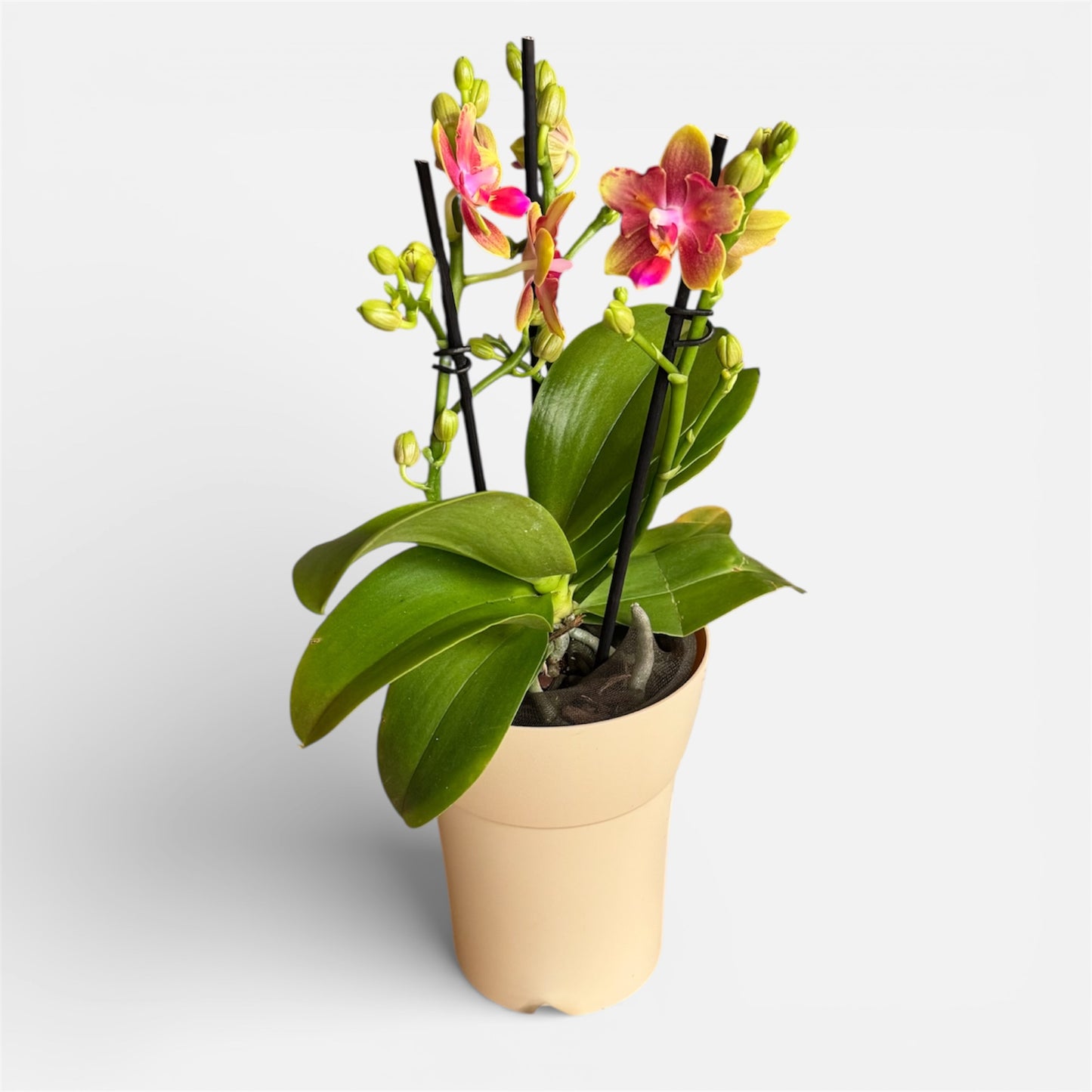 1️⃣8️⃣.Rising Sun Phalaenopsis Orchid – Peloric 3-Lip Scented Variety | 35cm Tall | 12cm Nursery Pot | Live Flowering Indoor Plant