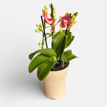 1️⃣8️⃣.Rising Sun Phalaenopsis Orchid – Peloric 3-Lip Scented Variety | 35cm Tall | 12cm Nursery Pot | Live Flowering Indoor Plant