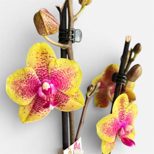 9️⃣8️⃣. Sogo Lawrence Phalaenopsis Orchid – Rare Perfumed Variety | 35cm Tall | 12cm Nursery Pot | Live Flowering Indoor Plant