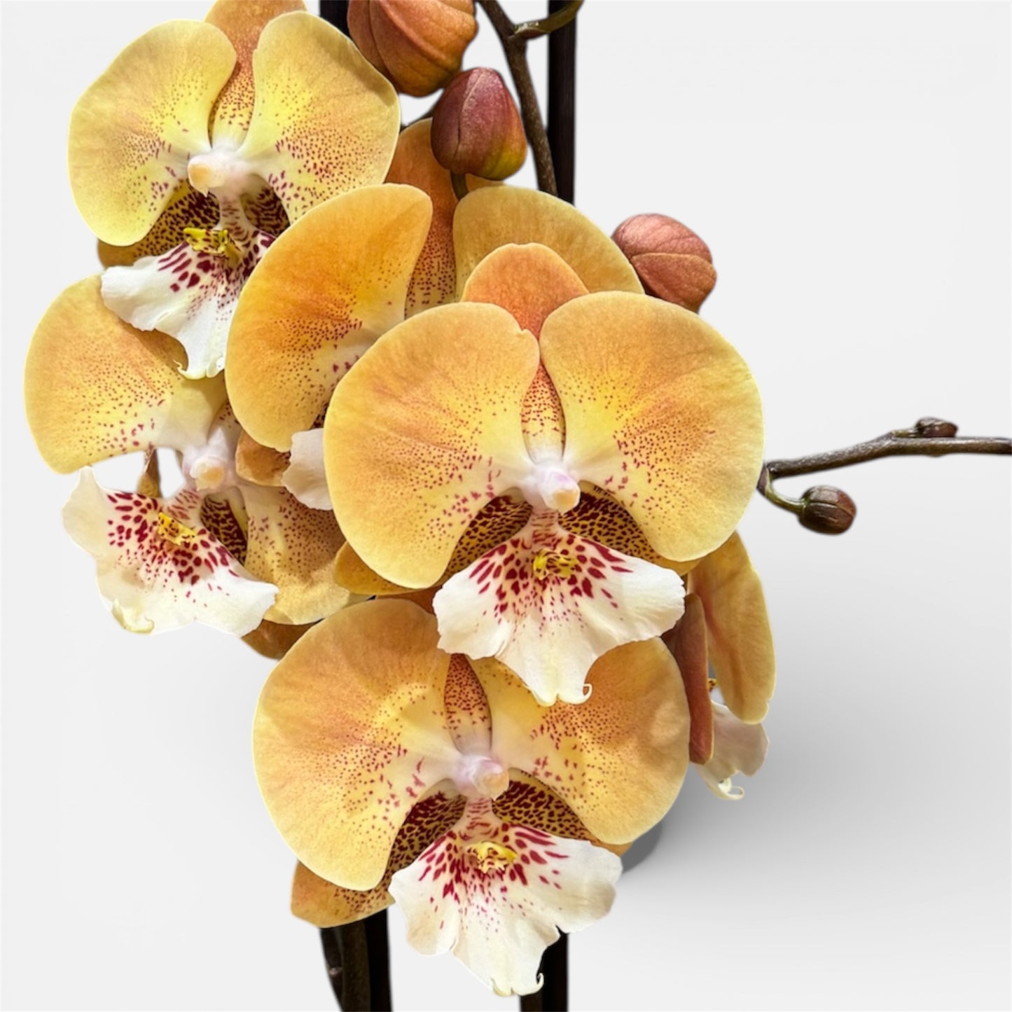 3️⃣. Golden Blaze Orchid – Phalaenopsis | Approx. 65cm Tall | 12cm Nursery Pot