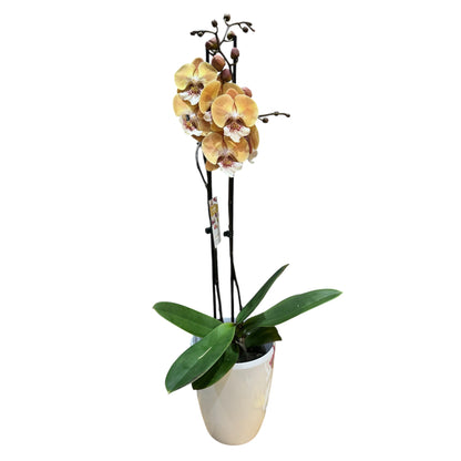 3️⃣. Golden Blaze Orchid – Phalaenopsis | Approx. 65cm Tall | 12cm Nursery Pot