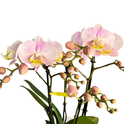 7️⃣6️⃣. Optimost Mix – Famous Orchids 4 Spikes