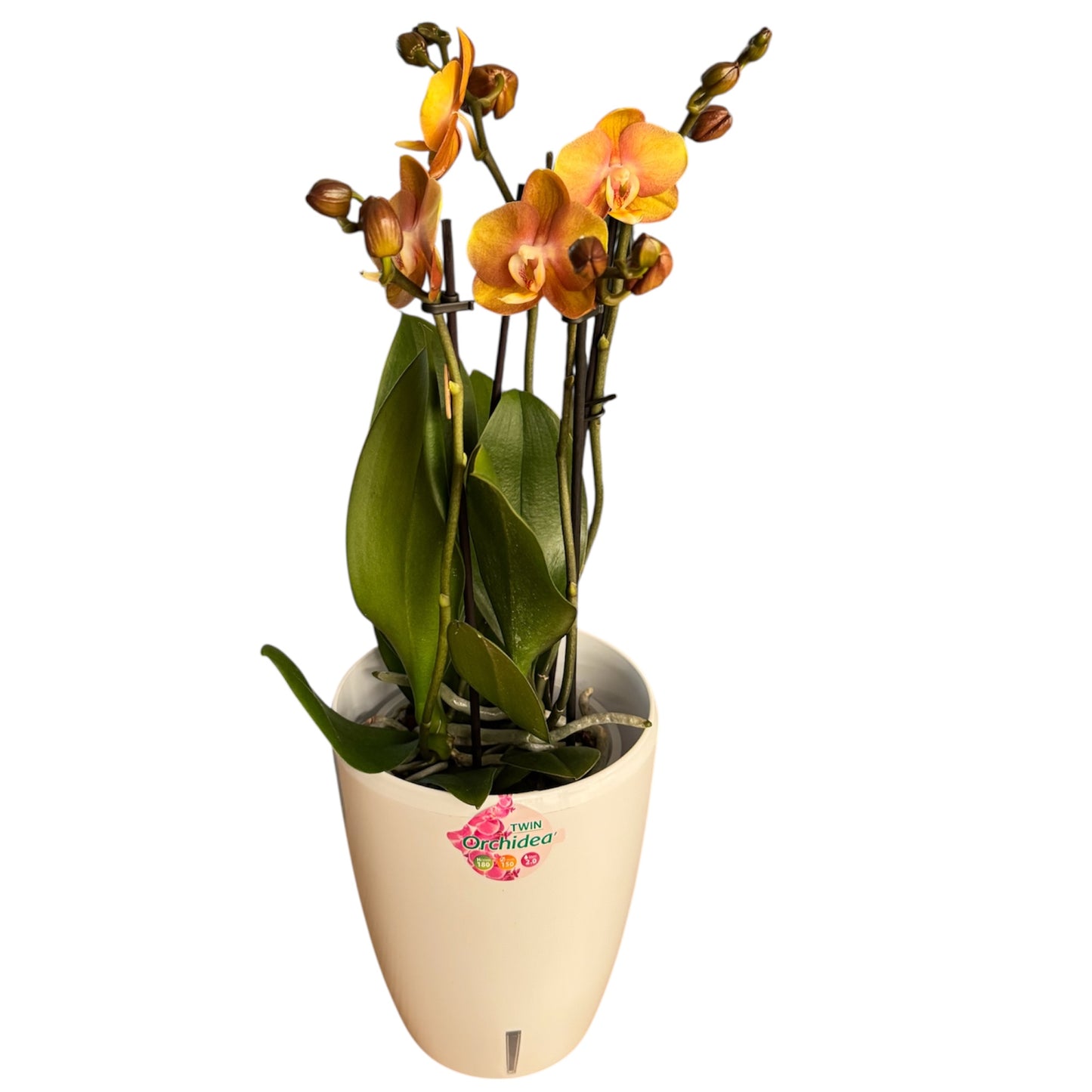 9️⃣. Las Vegas Double Plant Orchid – 45 cm Tall Live Plant Orchid with Stunning Blooms