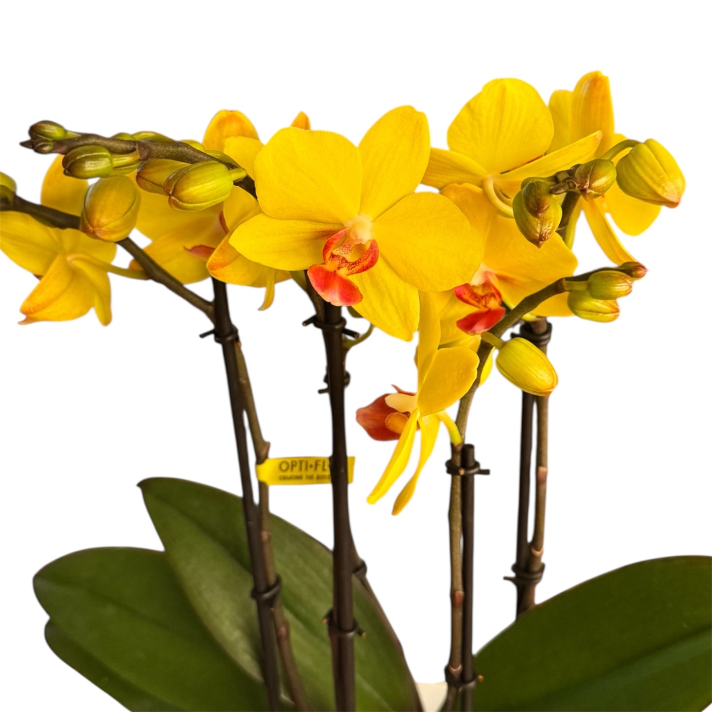 7️⃣6️⃣. Optimost Mix – Famous Orchids 4 Spikes