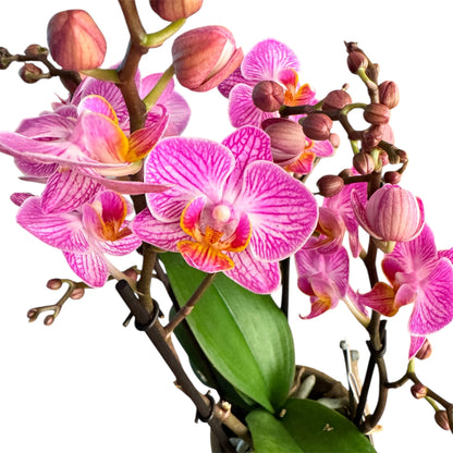 7️⃣6️⃣. Optimost Mix – Famous Orchids 4 Spikes