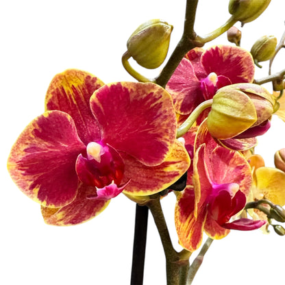 1️⃣.Fangmei Sweet Orchid – Phalaenopsis | Approx. 50cm Tall | 12cm Nursery Pot