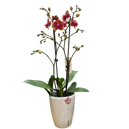 1️⃣.Fangmei Sweet Orchid – Phalaenopsis | Approx. 50cm Tall | 12cm Nursery Pot