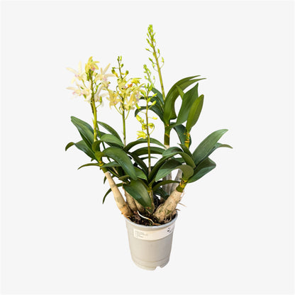 1️⃣0️⃣.  Dendrobium Orchid ‘Berry Oda’ – 40cm Tall | 12cm Nursery Pot | Fragrant Live Flowering Indoor Plant
