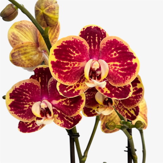 8️⃣.Spears Orchid – Multiflora Optistar Collection | 65cm Tall | 12cm Nursery Pot