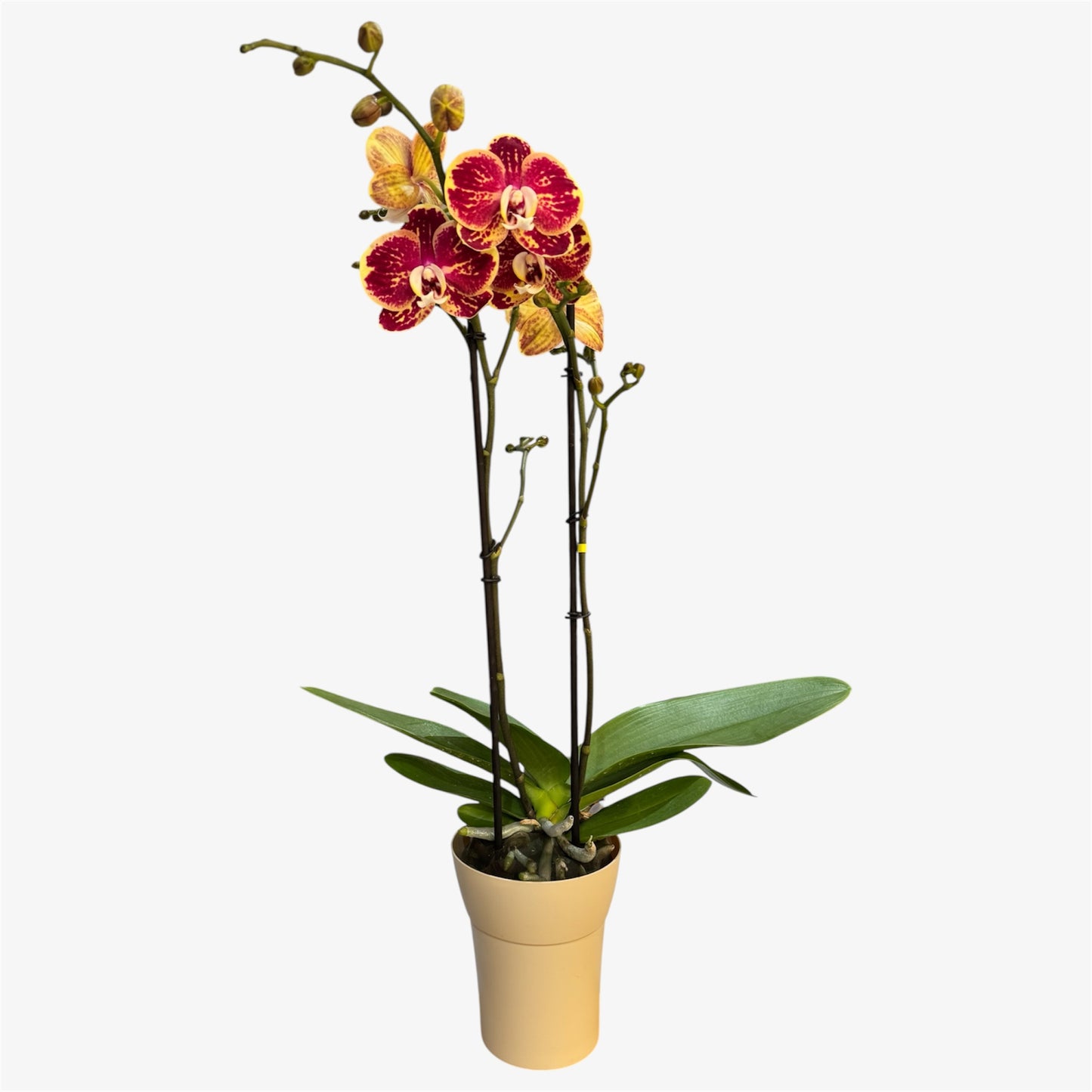 8️⃣.Spears Orchid – Multiflora Optistar Collection | 65cm Tall | 12cm Nursery Pot