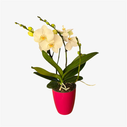 9️⃣.Singolo White Orchid – Mature Phalaenopsis | 55cm Tall | 15cm Nursery Pot