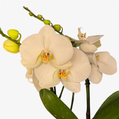 9️⃣.Singolo White Orchid – Mature Phalaenopsis | 55cm Tall | 15cm Nursery Pot