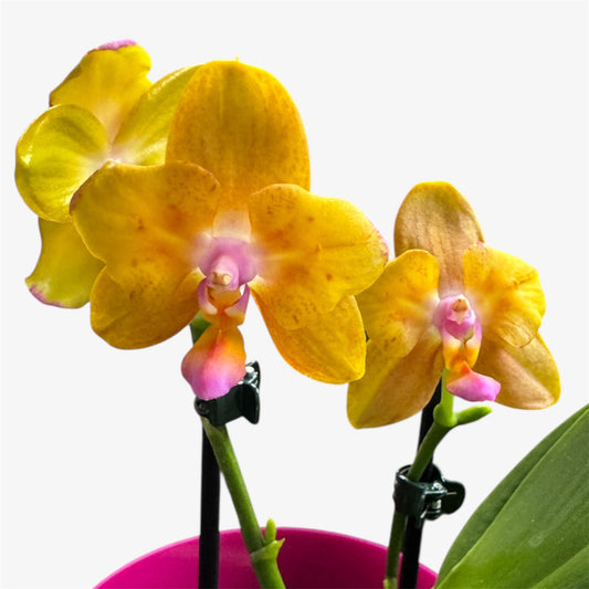 1️⃣0️⃣. Honey Glow New Hybrid  Orchid – Fragranced Phalaenopsis | 25cm Tall | 12cm Nursery Pot