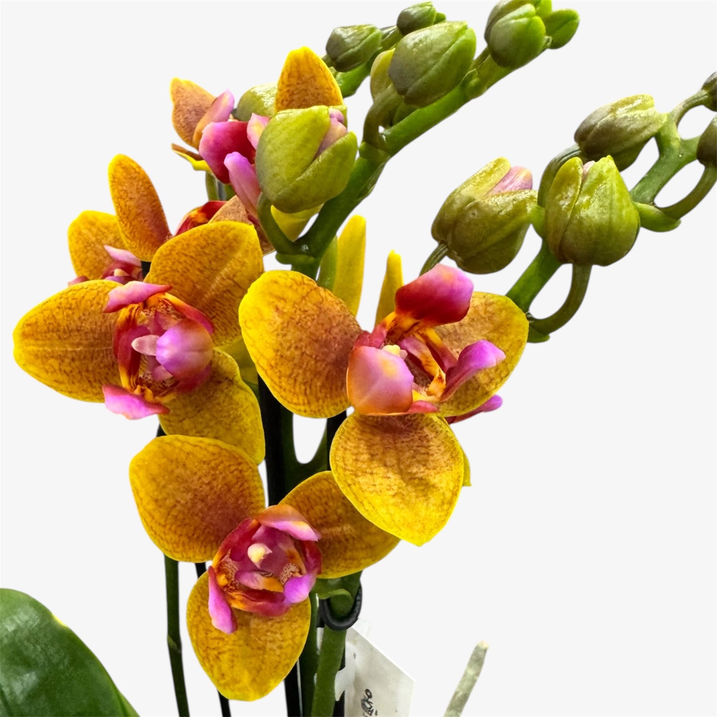 8️⃣8️⃣.Charming Little Gold Peloric Orchid 12cm Nursery Pot | Approx. 50cm Tall