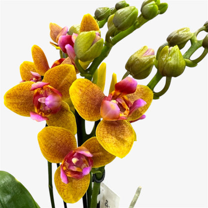 8️⃣8️⃣.Charming Little Gold Peloric Orchid 12cm Nursery Pot | Approx. 50cm Tall