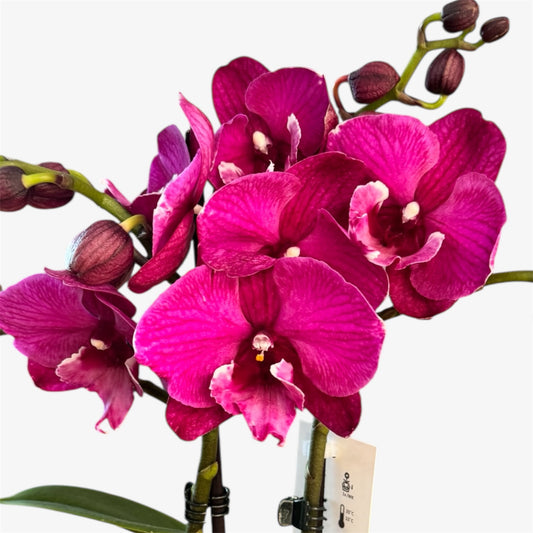 2️⃣3️⃣. Bear Big Lip Orchid – 12cm Nursery Pot – Approx. 40cm Tall – Deep Magenta Big Lip Blooms