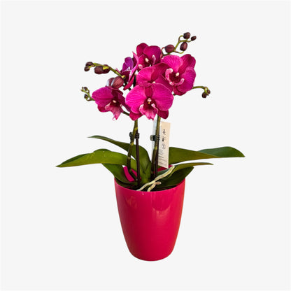 2️⃣3️⃣. Bear Big Lip Orchid – 12cm Nursery Pot – Approx. 40cm Tall – Deep Magenta Big Lip Blooms