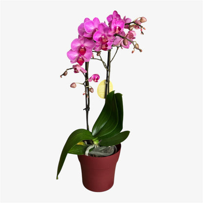3️⃣. Stuttgart Mini Orchid – 9cm Nursery Pot – Approx. 40cm Tall – Pink Veined Blooms