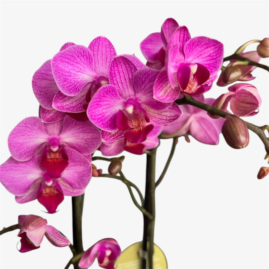 3️⃣. Stuttgart Mini Orchid – 9cm Nursery Pot – Approx. 40cm Tall – Pink Veined Blooms