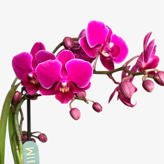Davion Mini Orchid – 9cm Nursery Pot – Approx. 30cm Tall – Vibrant Magenta Blooms
