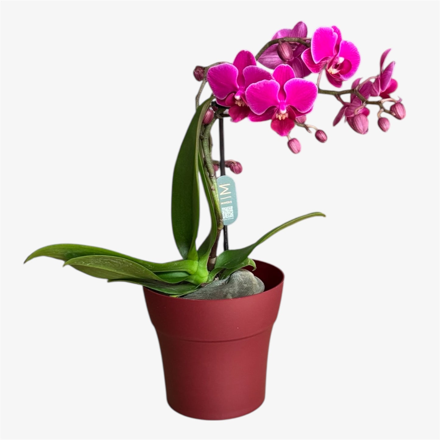 Davion Mini Orchid – 9cm Nursery Pot – Approx. 30cm Tall – Vibrant Magenta Blooms