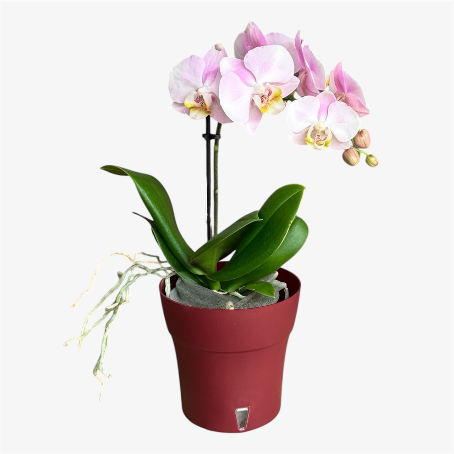 1️⃣1️⃣.Angel Eyes Orchid – 9cm Nursery Pot – Approx. 30cm Tall – Soft Blush Pink Blooms