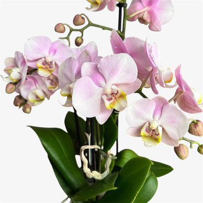1️⃣1️⃣.Angel Eyes Orchid – 9cm Nursery Pot – Approx. 30cm Tall – Soft Blush Pink Blooms