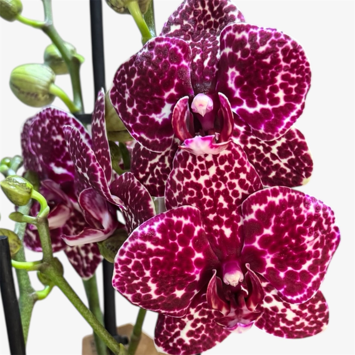 6️⃣5️⃣. Wild Cat Orchid 1 Spike– 12cm Nursery Pot – Approx. 60cm Tall – Burgundy Leopard Pattern Blooms
