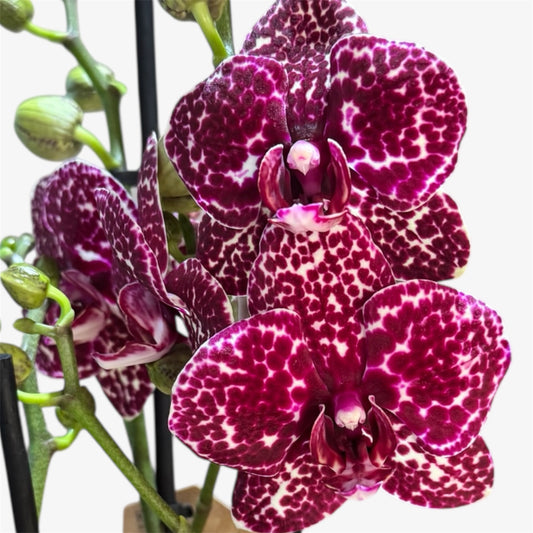6️⃣5️⃣. Wild Cat Orchid Not In Bloom – 12cm Nursery Pot – Approx. 60cm Tall – Burgundy Leopard Pattern Blooms