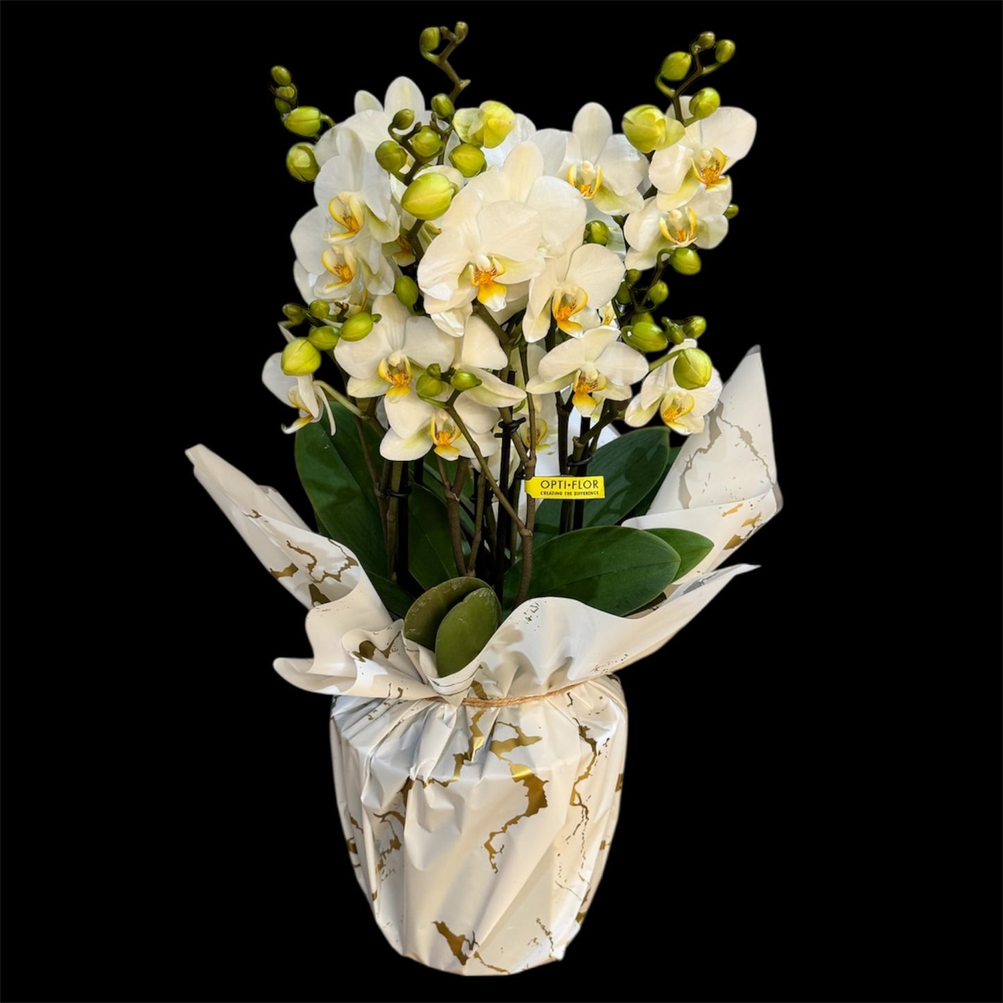 2️⃣0️⃣. Bellissimo Colour Mix Phalaenopsis Orchid– Multi-Stem Display (15 cm Pot, 50 cm Tall) (Copy)