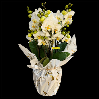 2️⃣0️⃣. Bellissimo Colour Mix Phalaenopsis Orchid– Multi-Stem Display (15 cm Pot, 50 cm Tall) (Copy)