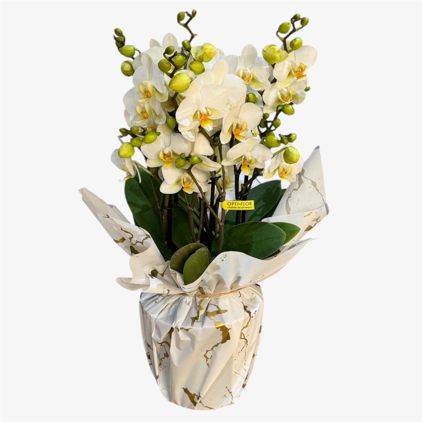 2️⃣0️⃣. Bellissimo Colour Mix Phalaenopsis Orchid– Multi-Stem Display (15 cm Pot, 50 cm Tall) (Copy)