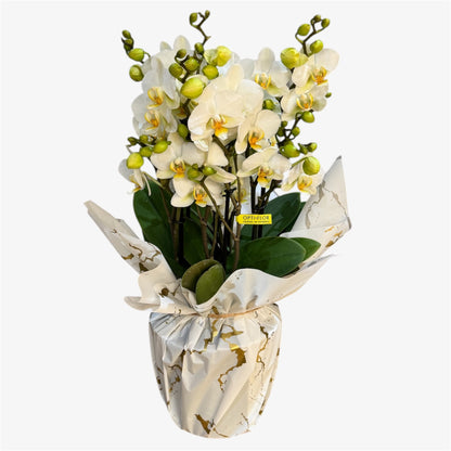 2️⃣0️⃣. Bellissimo Colour Mix Phalaenopsis Orchid– Multi-Stem Display (15 cm Pot, 50 cm Tall) (Copy)