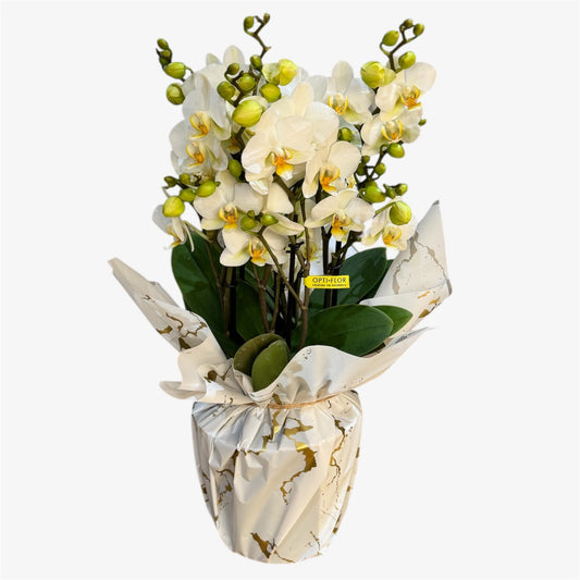 2️⃣0️⃣. Bellissimo Colour Mix Phalaenopsis Orchid– Multi-Stem Display (15 cm Pot, 50 cm Tall) (Copy)