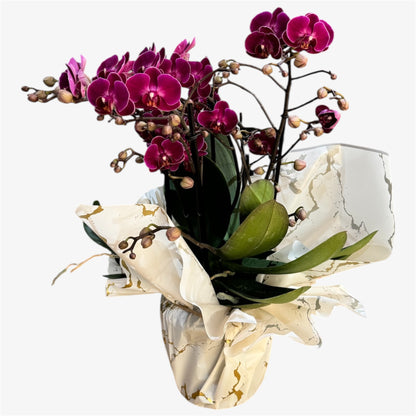2️⃣0️⃣. Bellissimo Colour Mix Phalaenopsis Orchid– Multi-Stem Display (15 cm Pot, 50 cm Tall) (Copy)