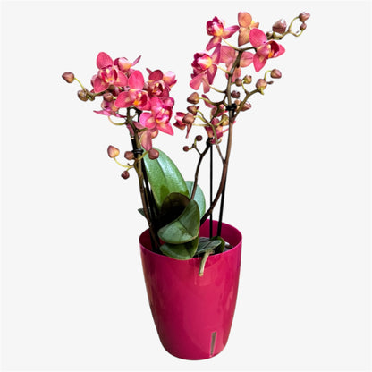 4️⃣5️⃣.Peloric Fragranced Mix – Tiger Leaves – 12cm Nursery Pot – Approx. 40cm Tall
