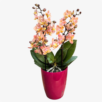 4️⃣5️⃣.Peloric Fragranced Mix – Tiger Leaves – 12cm Nursery Pot – Approx. 40cm Tall