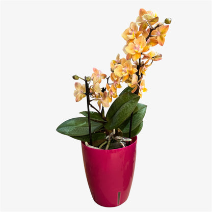 4️⃣5️⃣.Peloric Fragranced Mix – Tiger Leaves – 12cm Nursery Pot – Approx. 40cm Tall