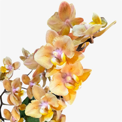 4️⃣5️⃣.Peloric Fragranced Mix – Tiger Leaves – 12cm Nursery Pot – Approx. 40cm Tall