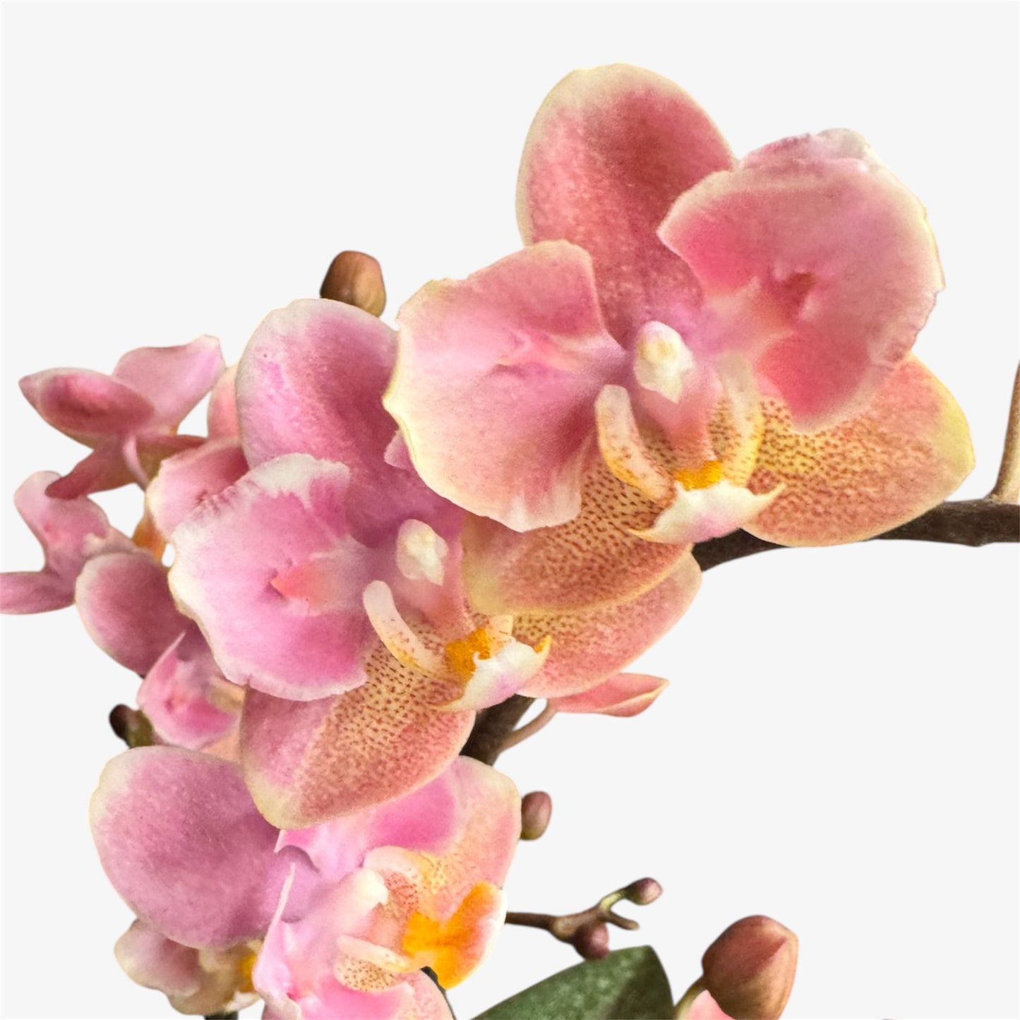 4️⃣5️⃣.Peloric Fragranced Mix – Tiger Leaves – 12cm Nursery Pot – Approx. 40cm Tall